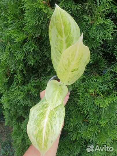 Aglaonema Тай