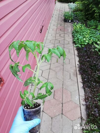 Рассада коллекционных сортов томатов