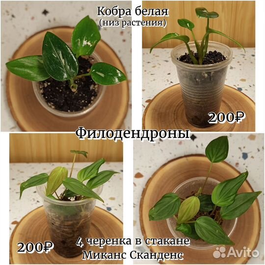 Комнатные растения #2