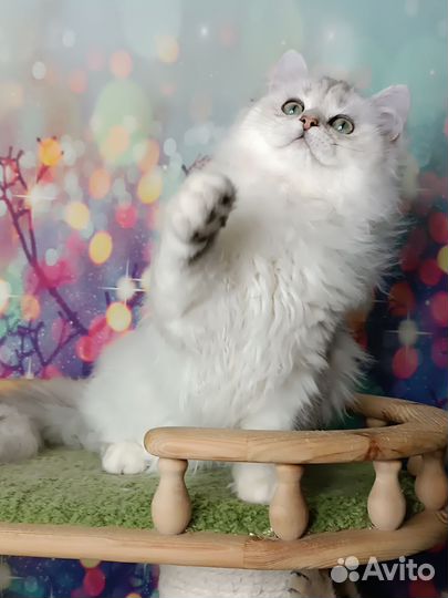 Британские котята длинношерстные