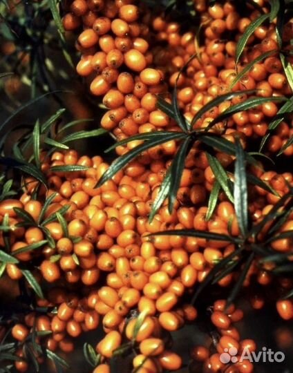 Облепиха ягоды