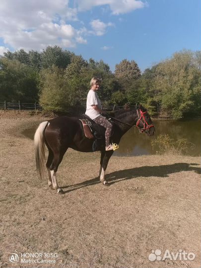 Арабо- Терский жеребчик