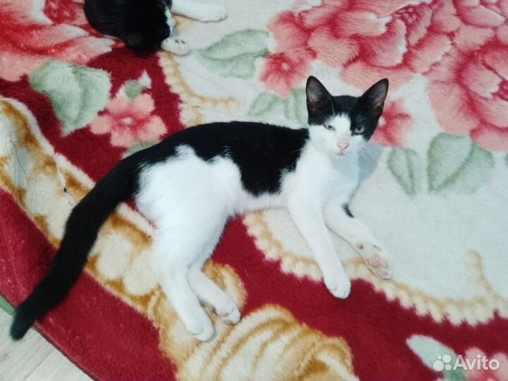 Пропали котята