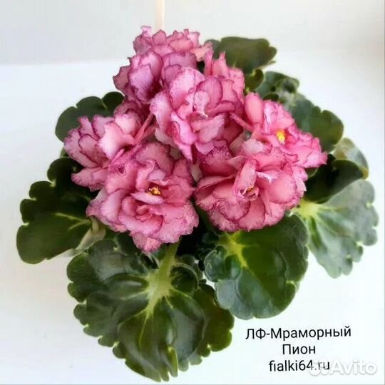 Фиалка набор сортовых фиалочек