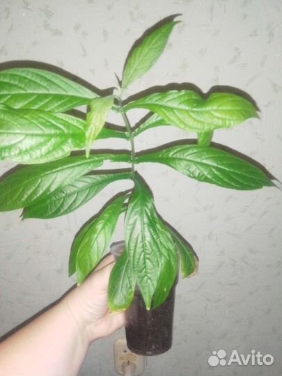 Пахистахис или комнатная кукуруза