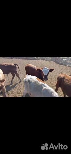 Телят в бычки