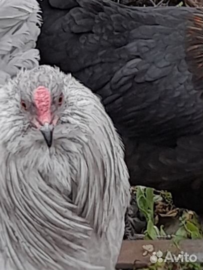 Инкубационное яйцо курочек породы Амераукана