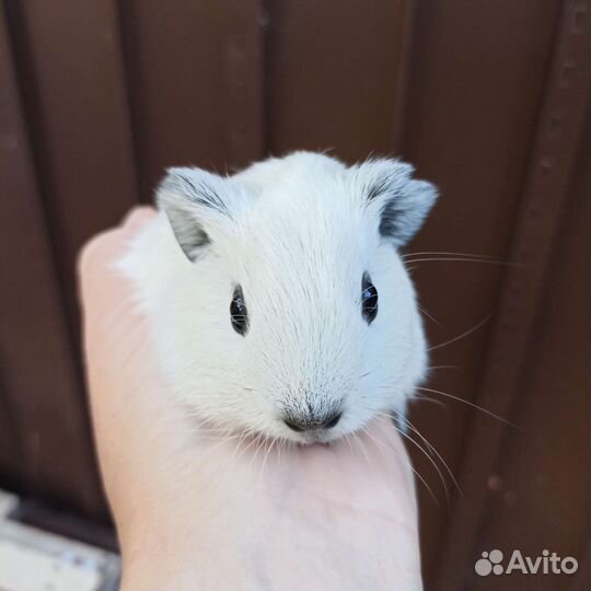 Морские свинки