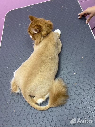 Стрижка собак и кошек