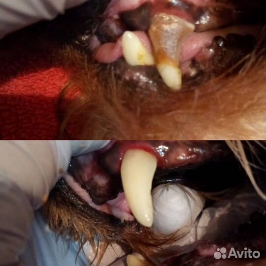 Чистка зубов ултразвуком У собак И кошек