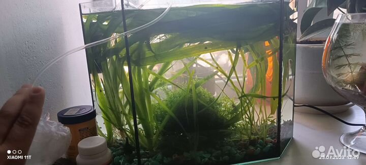 Водоросли для аквариума