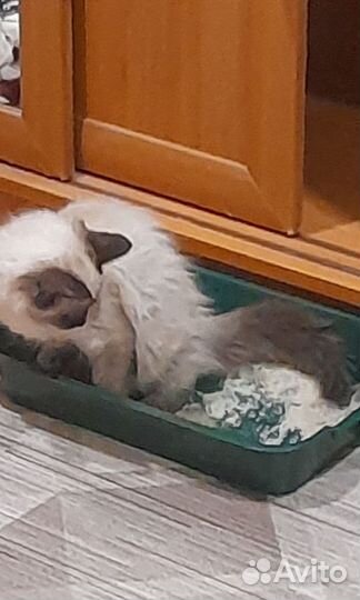 Отдам в добрые руки кошечку