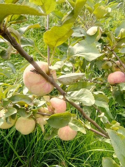 Участок 8 сот. (СНТ, ДНП)