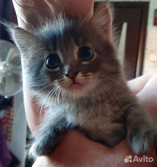 Котёнок (бронь)от кошки-мышеловки