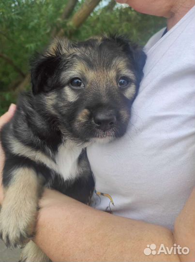 Щенок девочка в добрые руки