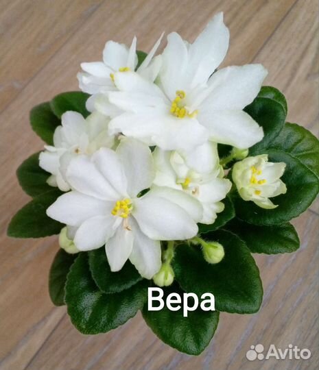 Фиалки миниатюры