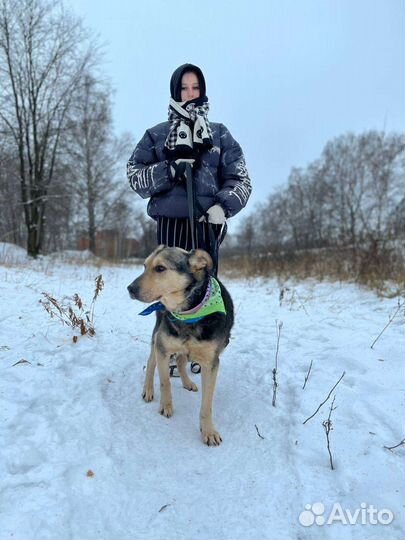 Собака в добрые руки