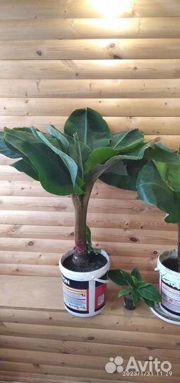 Банан Киевский карлик