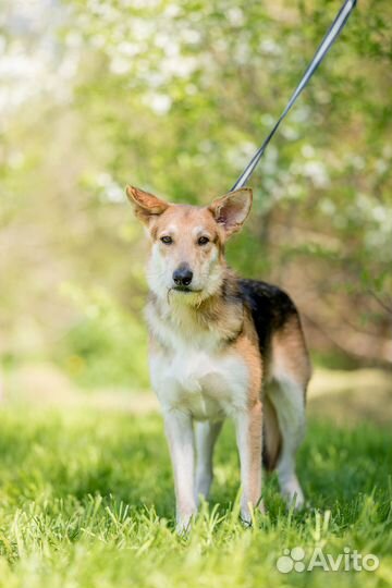 Филипп ищет дом