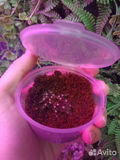 Паук птицеед