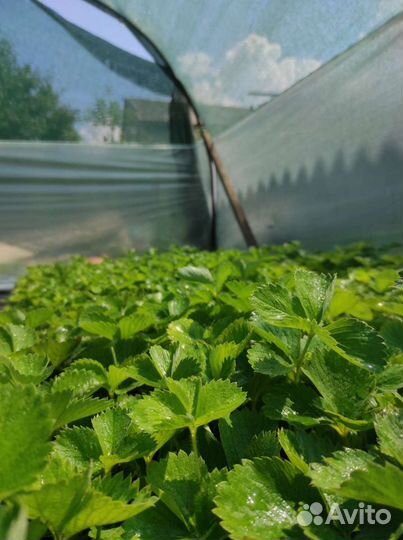 Рассада клубники клери