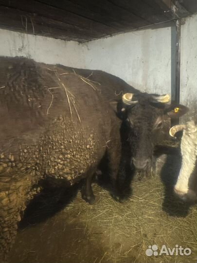 Глубокостельная корова