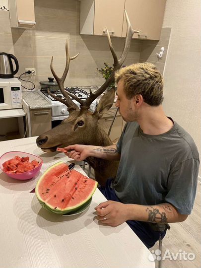 Чучело головы оленя