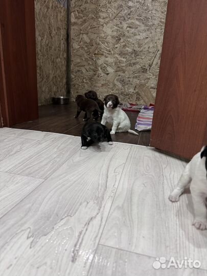 Щенки в добрые руки