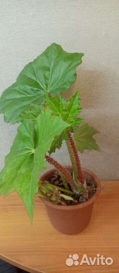 Бегония, щучий хвост, женское счастье, ананас