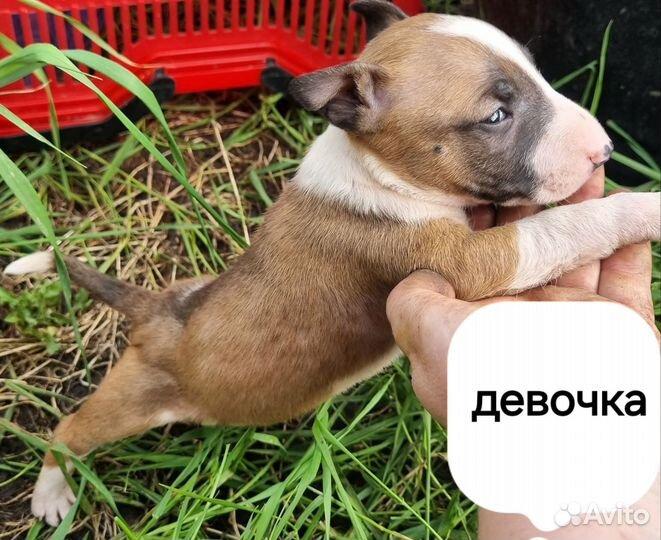 Миниатюрный бультерьер щенки