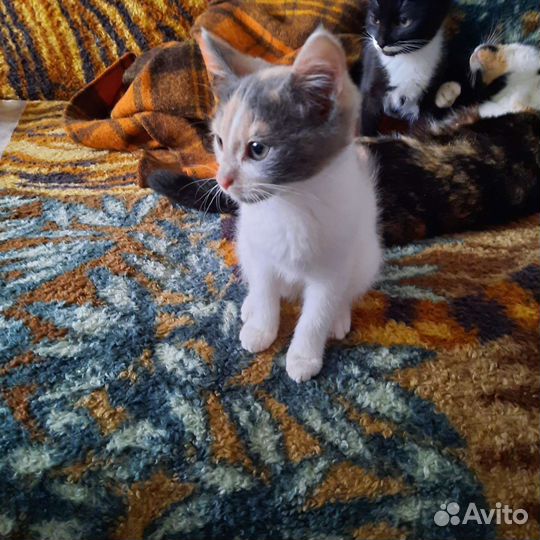 Кошка в дар бесплатно