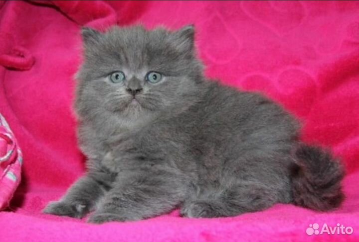 Шотландские котята