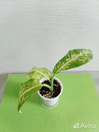 Диффенбахия Камилла