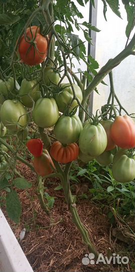 Грибные блоки.Субстрат.Мульча.Удобрение