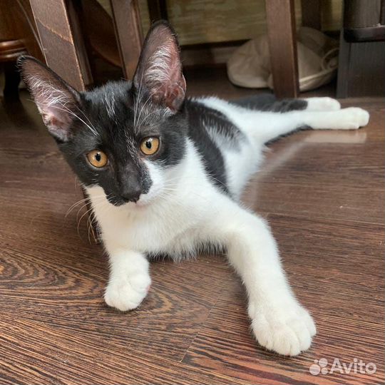 Котенок мальчик