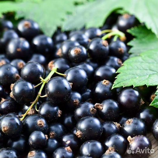 Черная смородина