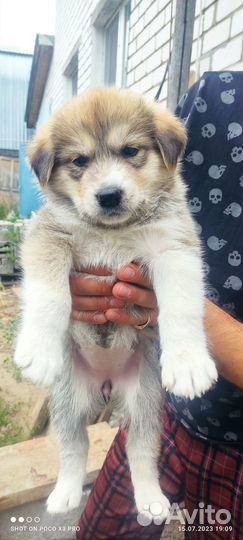 Отдадим щенков в добрые руки