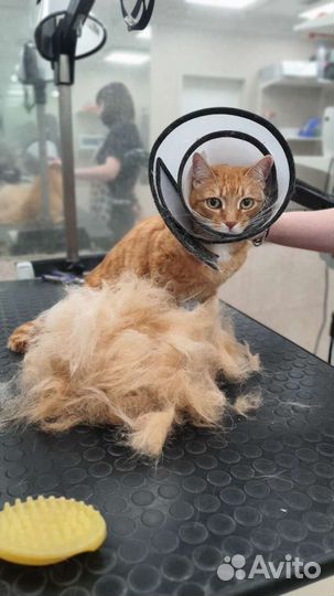 Стрижка животных