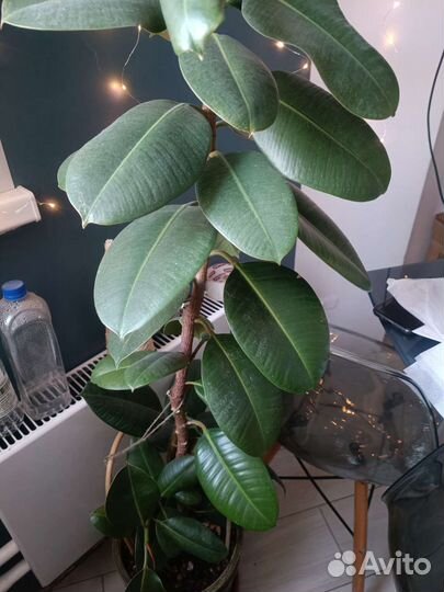 Фикус робуста