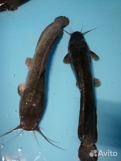 Сом для зарыбления пруда (мраморный, клариевый)