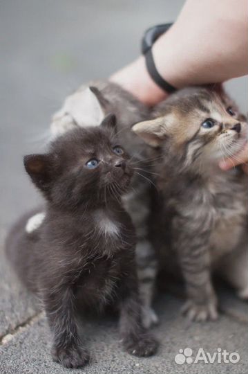 Котёнок чёрный (маленькая пума) девочка