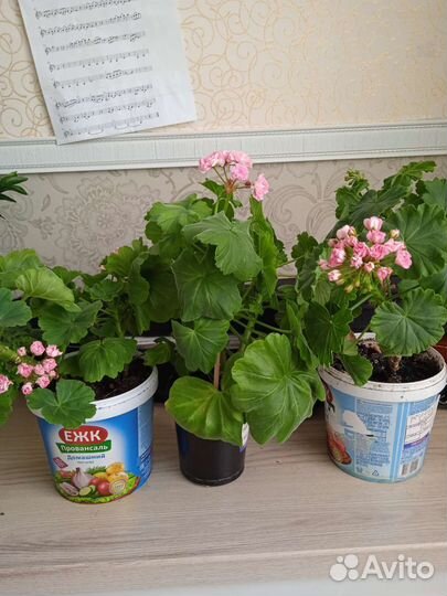 Герань пеларгония