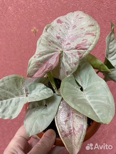 Сингониум Милк конфети