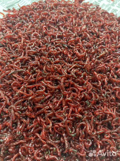 Мормыш, мотыль, опарыш