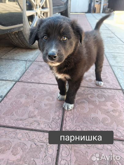 В добрые руки мальчик