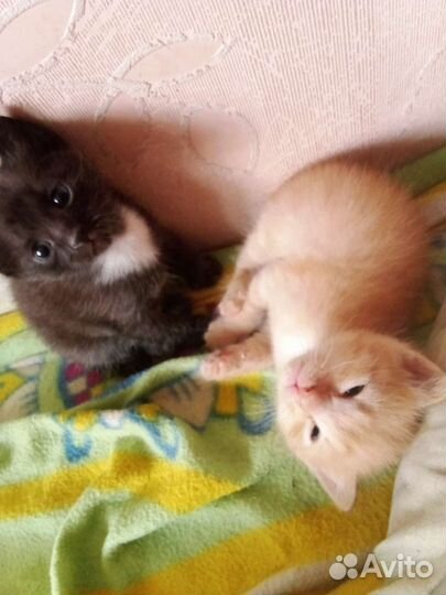Котята в добрые руки