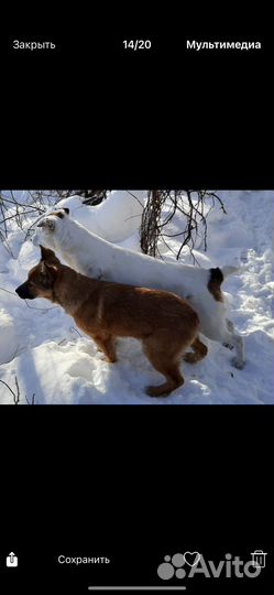 Собака в добрые руки