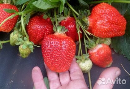 Рассада клубники Азия