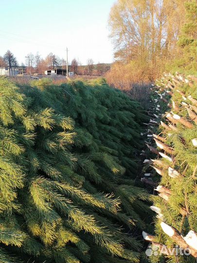 Ёлка Новогодняя живая