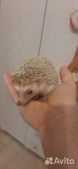 Африканский ежик